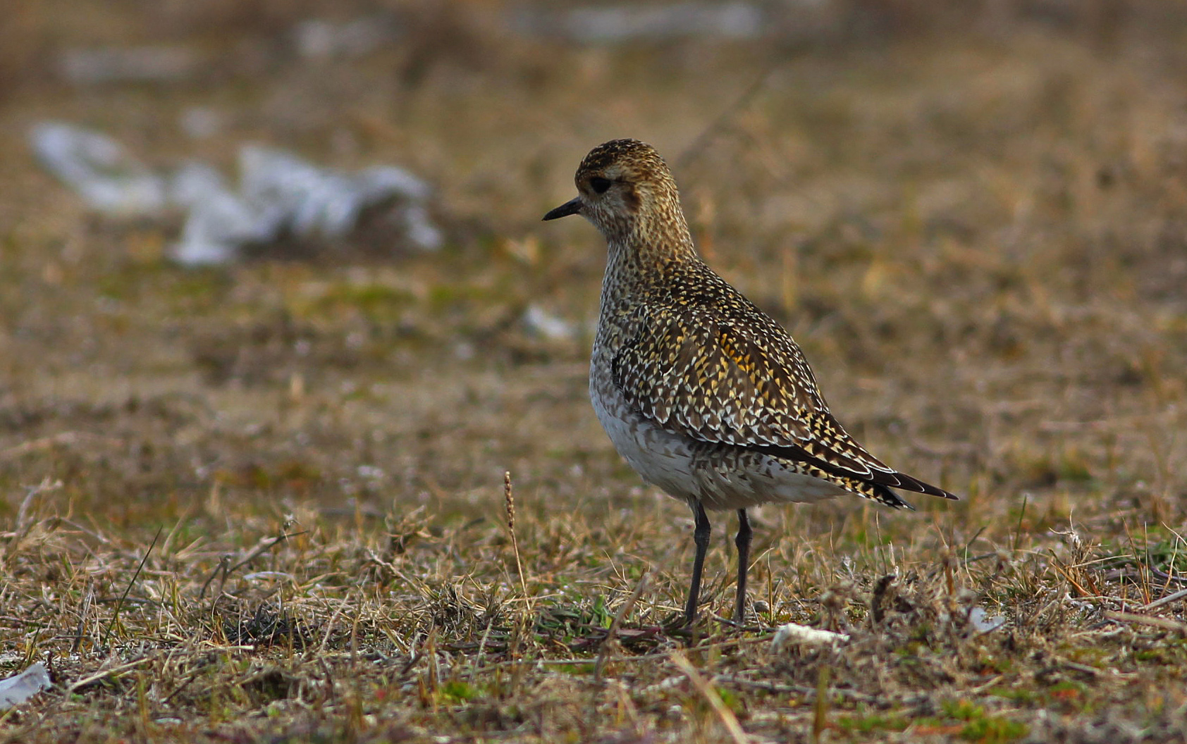 European Golden-Plover